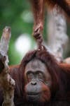orangutan hair pull