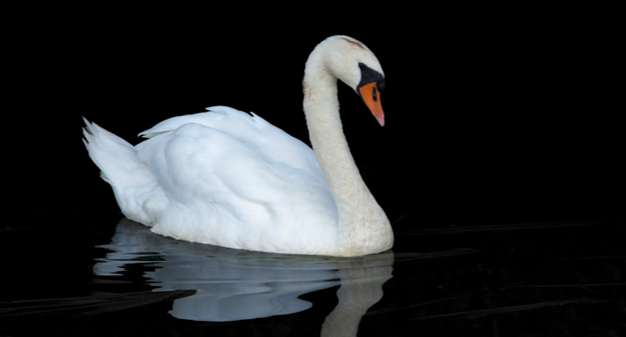 swan unsplash
