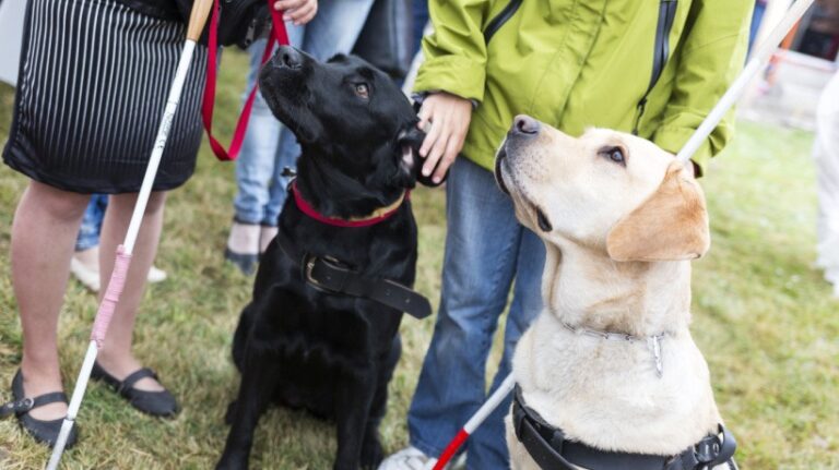Transforming Training At Guide Dogs With A Digital First Approach