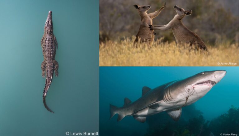 2023 Australian Geographic Nature Photographer of the Year