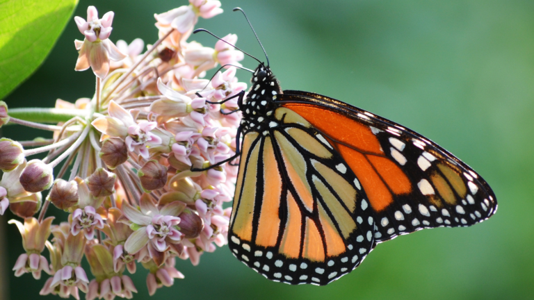 monarch milkweed flower