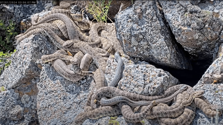 rattlesnake cam