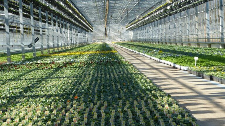 Interior greenhouse of biocontrols pest control and IPM plan and program from BioSafe Systems