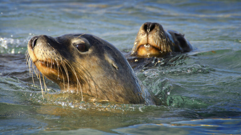 australian sea lion