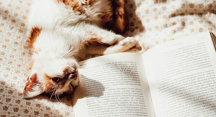 cat in sun with book.jpg.optimal