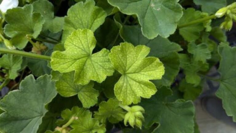 e gro alert manganese deficiency in geranium leaves