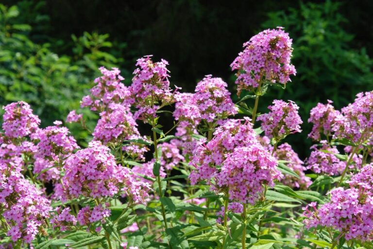 Phlox paniculata ‘Jeana North Creek Nurseries