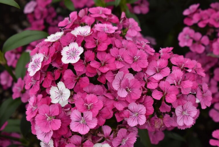 Dianthus ‘Jolt Pink Magic PanAmerican Seed Colorado State University