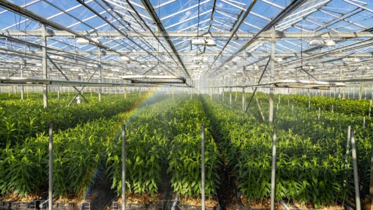 Interior irrigation and environmental controls of a greenhouse Hortica