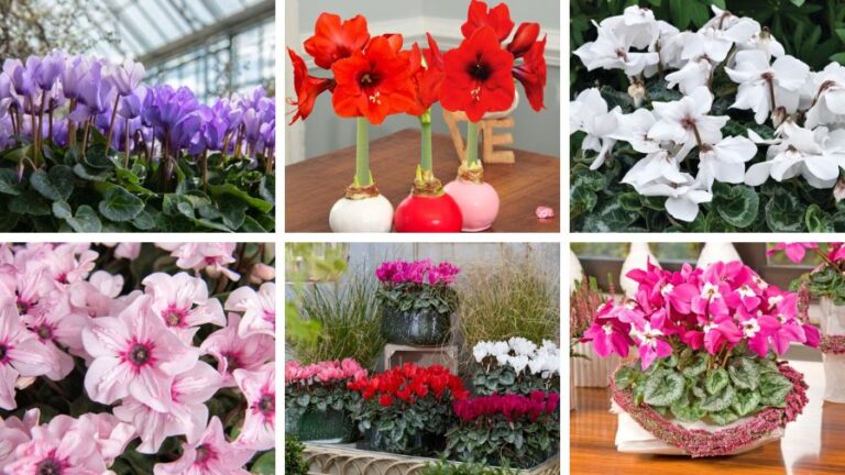 Cyclamen and Amaryllis Trends Slideshow