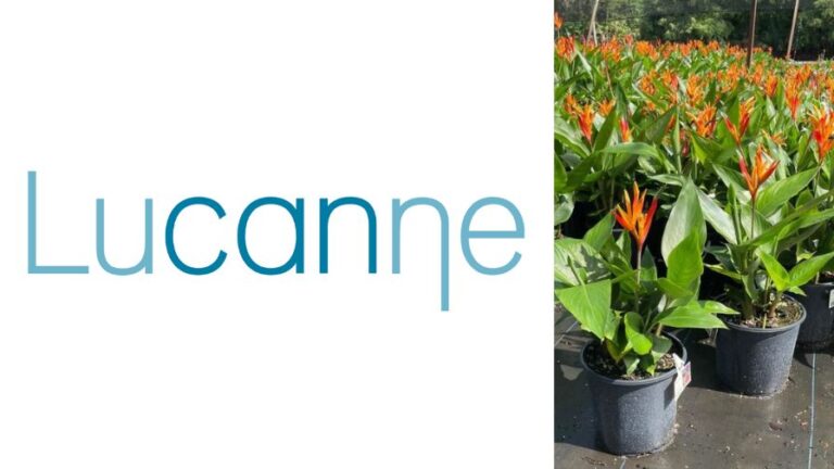 Lucanne Heliconia breeding program from