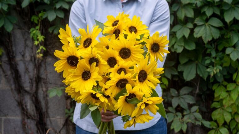 Sunfinity Yellow Dark Center bouquet being held by a gardener