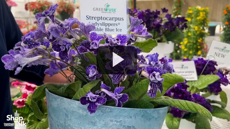 2025 04 17 Streptocarpus Lady Slippers Series at Green Fuse Botanicals Feature