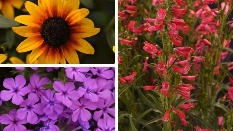 Darwin Perennials New Perennials for 2026