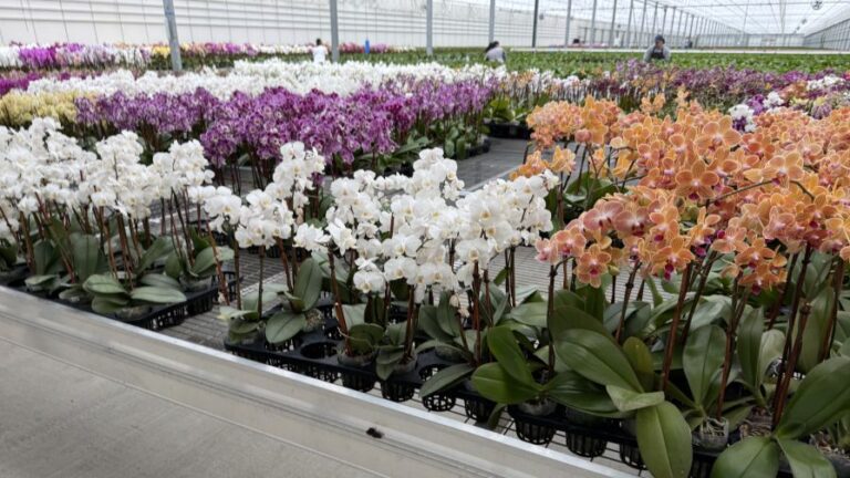 In North America the Floricultura Pacific a 15 acre greenhouse in Salinas CA grow young tropical plants like orchids anthurium and spathiphyllum