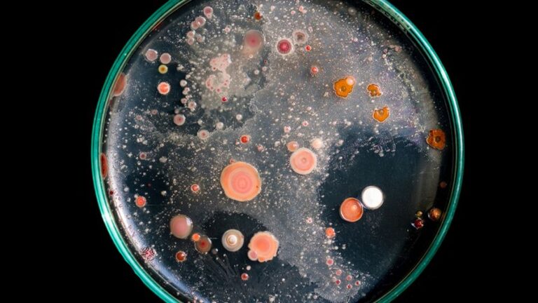 Top view soil microorganisms Nutrient agar in plate on black background of microscope