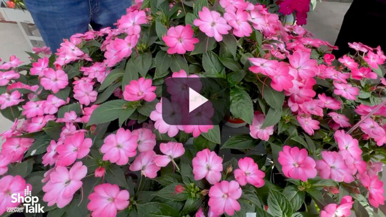 2025 04 29 Sakata Celebrating 20th Anniversery of SunPatiens With New Offerings.00 00 30 16.Feature