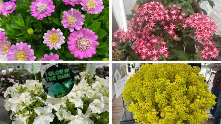 Allan Armitage New Plants and Varieties at CAST 2025