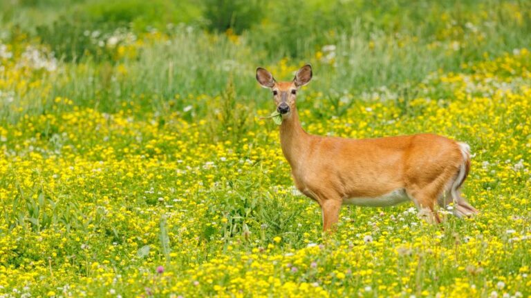 Female doe white tailed deer in wildflowers