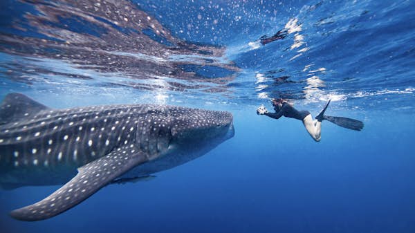 Underwater view of female snorkeler photographing whale shark Quintana Roo Mexico Ken Kiefer GettyImages 973711390 rfc cropped