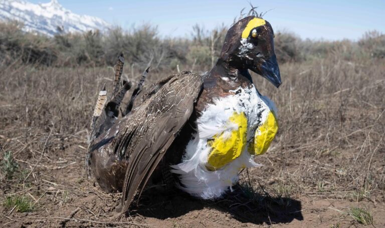greater sage grouse decoy teton 2